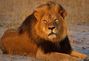 zim-zam-zambia-sets-quotas-lion-hunting